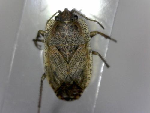 Réf. 225 341 : Emblethis ciliatus